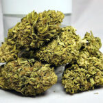 Wholesale CBD Flower